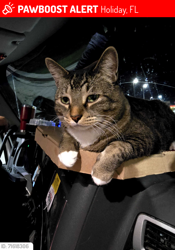 Lost Male Cat last seen Tumbleweed Drive, Holiday, FL 34690