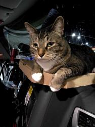 Lost Male Cat last seen Tumbleweed Drive, Holiday, FL 34690