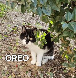 Lost Unknown Cat last seen Nestling Circle, Elk Grove, CA 95757