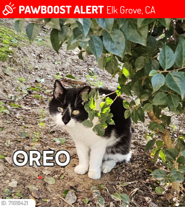 Lost Unknown Cat last seen Nestling Circle, Elk Grove, CA 95757