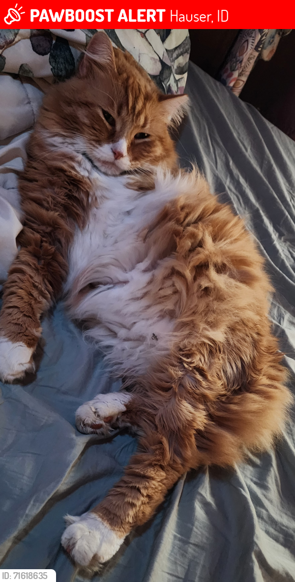 Lost Male Cat last seen Near Hollister hills, Hauser, ID 83854