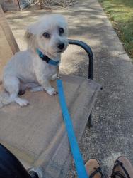 Lost Male Dog last seen Westhaven  drive.wynndike Rd , Jackson, MS 39209