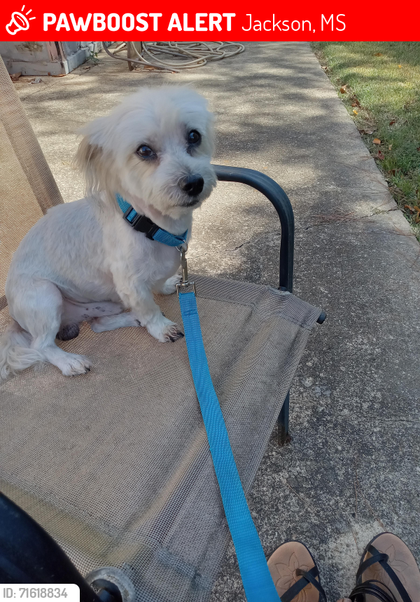 Lost Male Dog last seen Westhaven  drive.wynndike Rd , Jackson, MS 39209