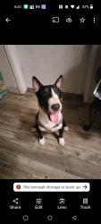 Lost Male Dog last seen Roar Park , Bonita, CA 91902