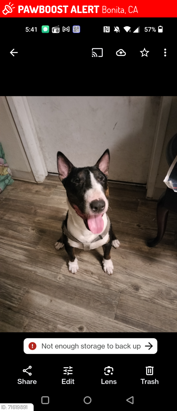 Lost Male Dog last seen Roar Park , Bonita, CA 91902