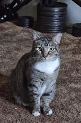 Lost Female Cat last seen Hanford High School , Hanford, CA 93230