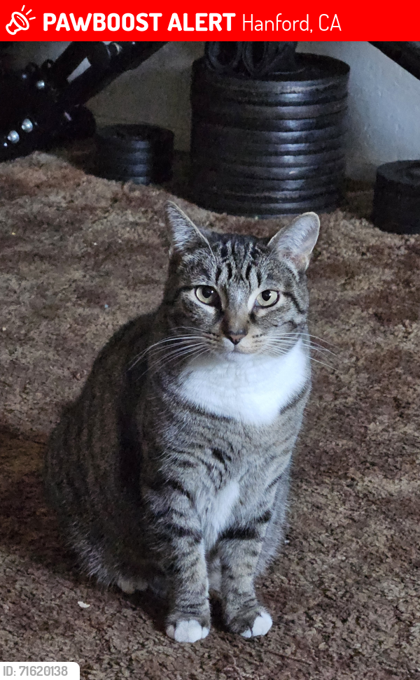 Lost Female Cat last seen Hanford High School , Hanford, CA 93230
