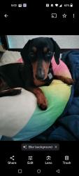 Lost Male Dog last seen Roar Park , Bonita, CA 91902