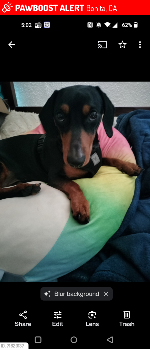 Lost Male Dog last seen Roar Park , Bonita, CA 91902