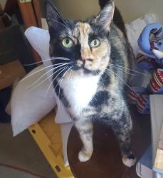 Lost Female Cat last seen Dana drive Walmart/ Southbound Lakehead rest area, Redding, CA 96003
