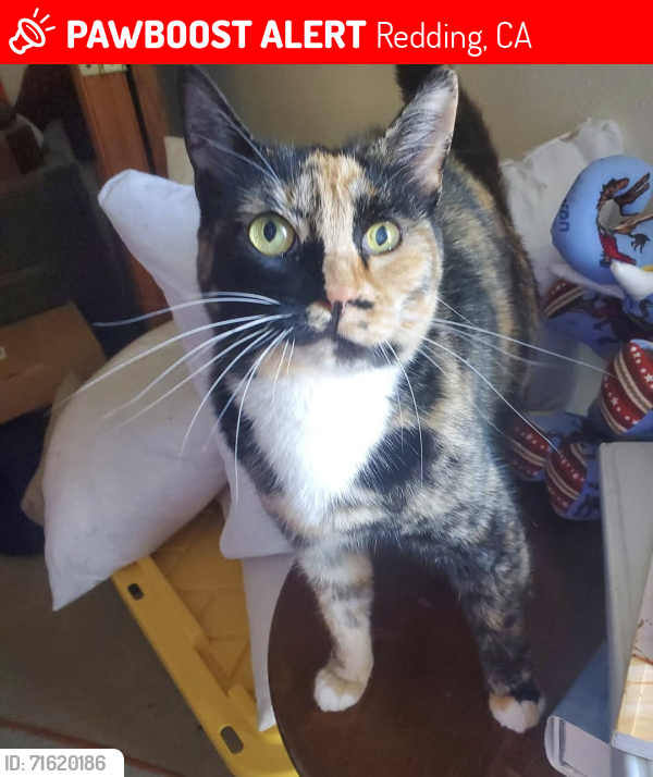 Lost Female Cat last seen Dana drive Walmart/ Southbound Lakehead rest area, Redding, CA 96003