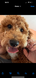 Lost Male Dog last seen 9th and edgmoore, Wichita, KS 67208