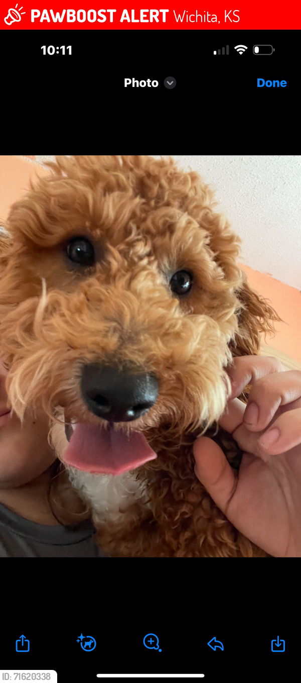 Lost Male Dog last seen 9th and edgmoore, Wichita, KS 67208