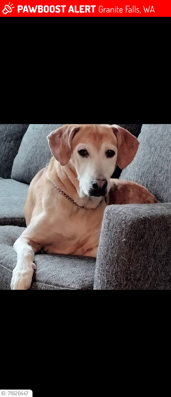 Lost Female Dog last seen S Kentucky Ave and E Pioneer St, Granite Falls, WA 98252