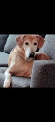 Lost Female Dog last seen S Kentucky Ave and E Pioneer St, Granite Falls, WA 98252