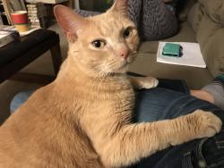 Lost Male Cat last seen Pinnacle Ranch cndmniums ( gated community by Costco on Havana St & Florida Ave), Denver, CO 80247