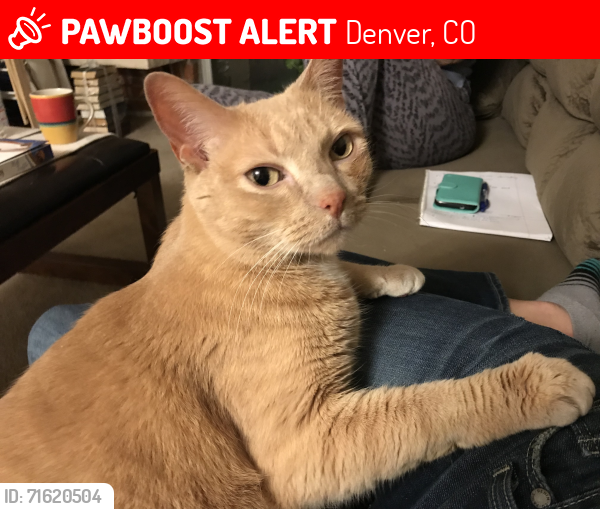 Lost Male Cat last seen Pinnacle Ranch cndmniums ( gated community by Costco on Havana St & Florida Ave), Denver, CO 80247