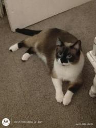 Lost Female Cat last seen Near college corner Pike Oxford OH 45056, Oxford, OH 45056