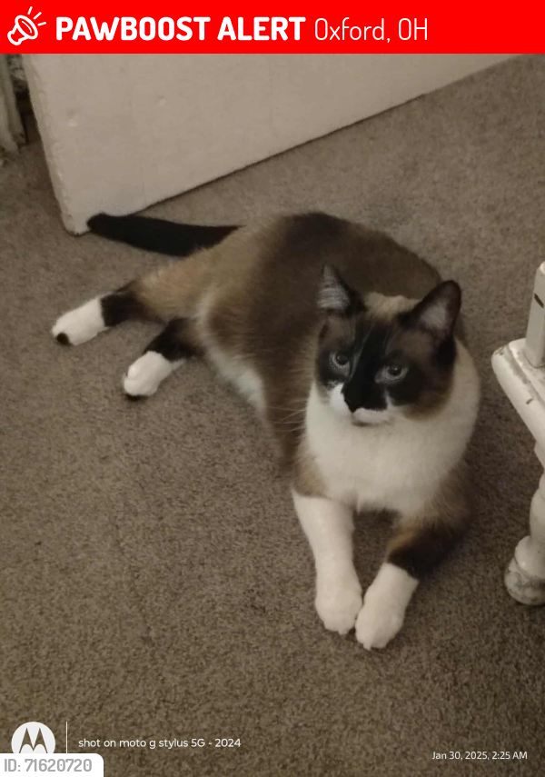 Lost Female Cat last seen Near college corner Pike Oxford OH 45056, Oxford, OH 45056
