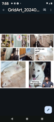 Lost Male Dog last seen BentonAv And Bustleton, Philadelphia, PA 19152