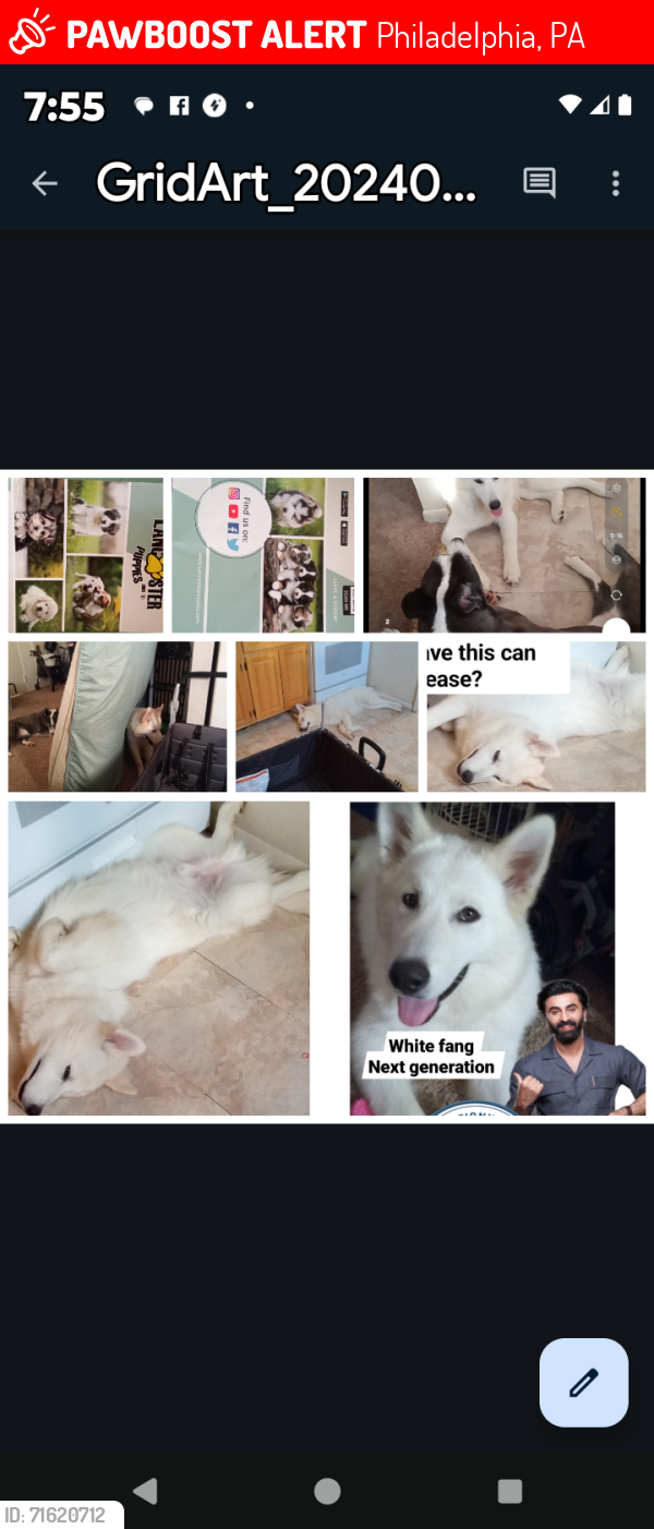 Lost Male Dog last seen BentonAv And Bustleton, Philadelphia, PA 19152