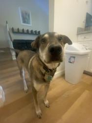 Reunited Male Dog last seen Near W Cocoa Beach Cswy Cocoa Beach, FL 32931 United States, Cocoa Beach, FL 32931