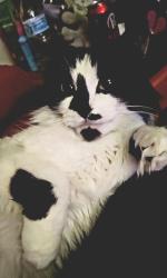 Lost Female Cat last seen The woods and Filley Place Apts., Excelsior Springs, MO 64024