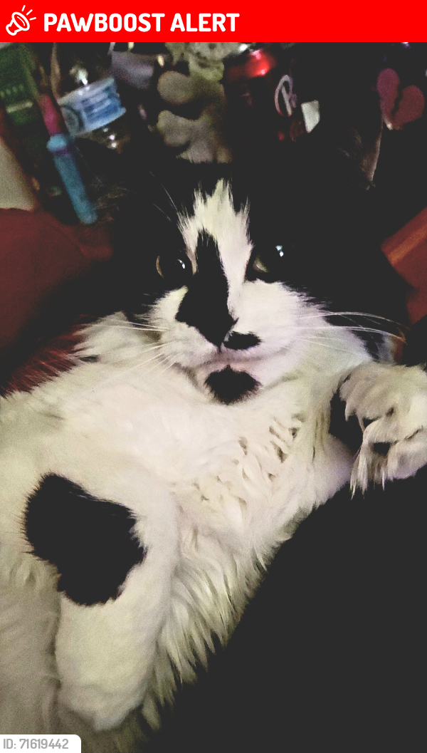 Lost Female Cat last seen The woods and Filley Place Apts., Excelsior Springs, MO 64024