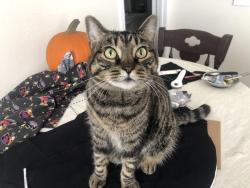 Lost Female Cat last seen Villages at Del Mar apmts; nearest cross streets are Banfield Ln at Hartfield St and Quarter mile Rd at El Camino, San Diego, CA 92130