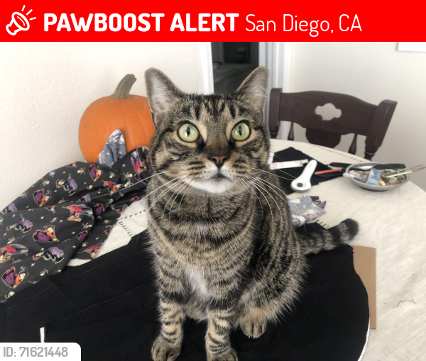 Lost Female Cat last seen Villages at Del Mar apmts; nearest cross streets are Banfield Ln at Hartfield St and Quarter mile Rd at El Camino, San Diego, CA 92130