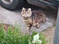 Lost Male Cat last seen Near Sheridan Elementary (around 57th ST), Tacoma, WA 98404