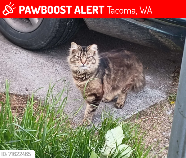 Lost Male Cat last seen Near Sheridan Elementary (around 57th ST), Tacoma, WA 98404