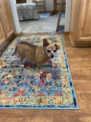 Lost Female Dog last seen Oakridge Place McClintock place between William Foss Rd and Finley Butte Rd east of Hwy 97, La Pine, OR 97739