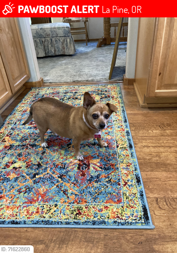 Lost Female Dog last seen Oakridge Place McClintock place between William Foss Rd and Finley Butte Rd east of Hwy 97, La Pine, OR 97739