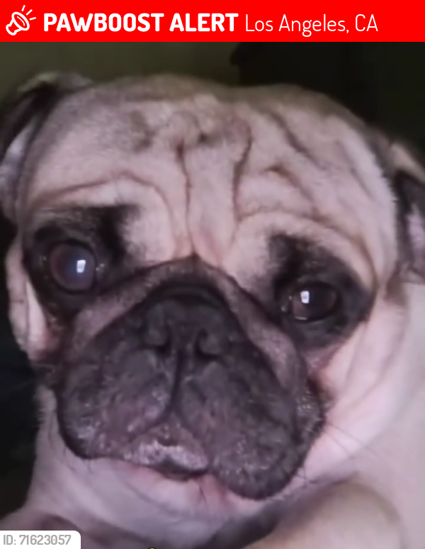 Lost Male Dog last seen Near PL y Broadway, Los Angeles, CA 90003