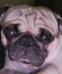 Lost Male Dog last seen Near PL y Broadway, Los Angeles, CA 90003