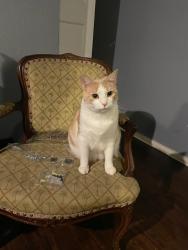 Lost Male Cat last seen Alsbury/renfro, Burleson, TX 76028