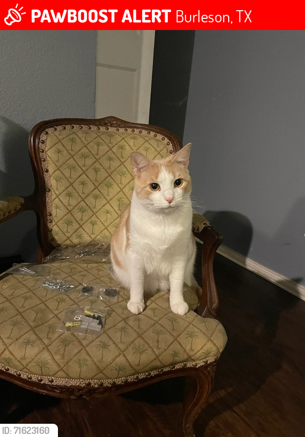 Lost Male Cat last seen Alsbury/renfro, Burleson, TX 76028