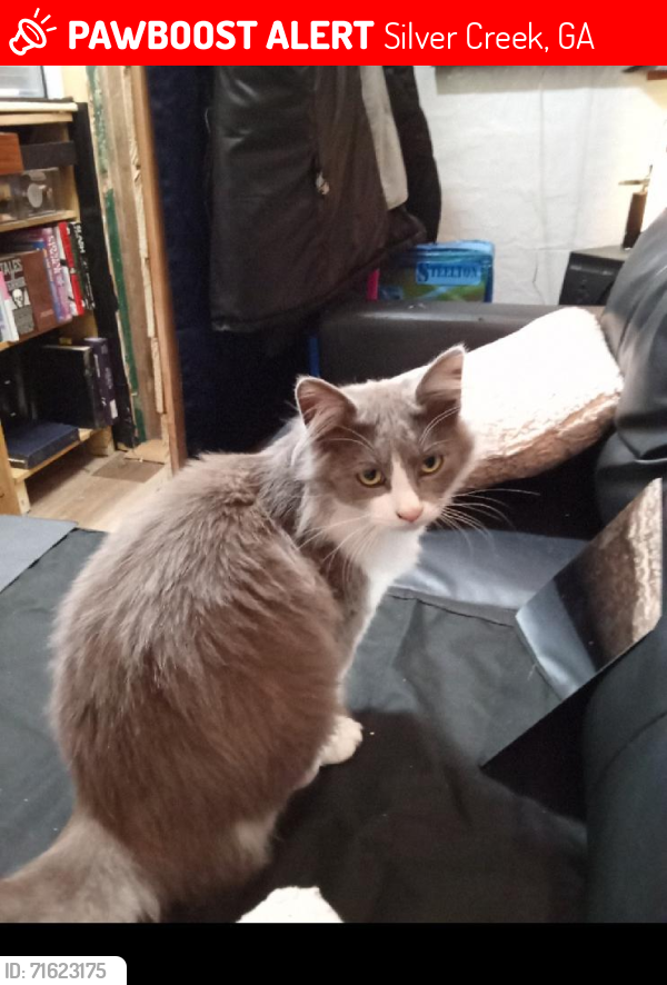 Lost Male Cat last seen Last seen on Jack Street in Silver Creek area off Spur 101, Silver Creek, GA 30173