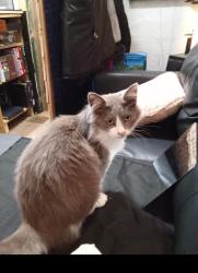 Lost Male Cat last seen Last seen on Jack Street in Silver Creek area off Spur 101, Silver Creek, GA 30173
