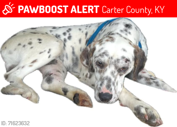 Lost Male Dog last seen Barker flts Rd, Carter County, KY 41164