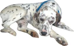Lost Male Dog last seen Barker flts Rd, Carter County, KY 41164