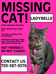Lost Female Cat last seen Near Dunbar Way Sterling, VA 20165, Sterling, VA 20165
