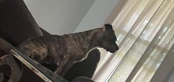 Reunited Female Dog last seen Smith Hines and Lomond Lane, Greenville, SC 29607