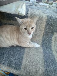 Lost Male Cat last seen Thomas Road and Arlington rd. Medford, OR, Medford, OR 97501