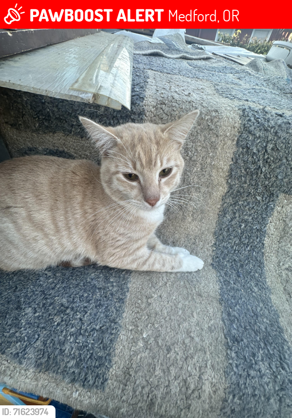 Lost Male Cat last seen Thomas Road and Arlington rd. Medford, OR, Medford, OR 97501