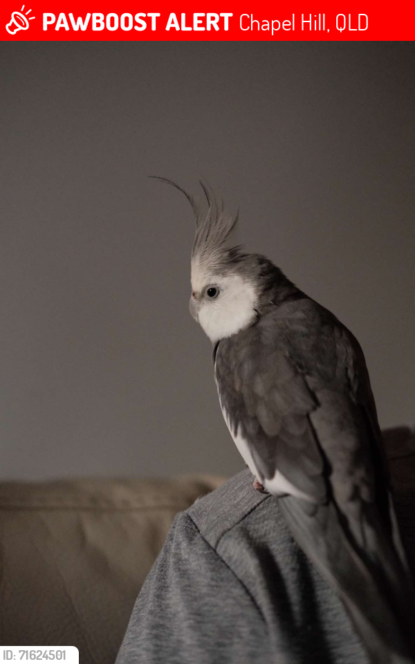 Lost Male Bird last seen Chapel hill, Chapel Hill, QLD 4069