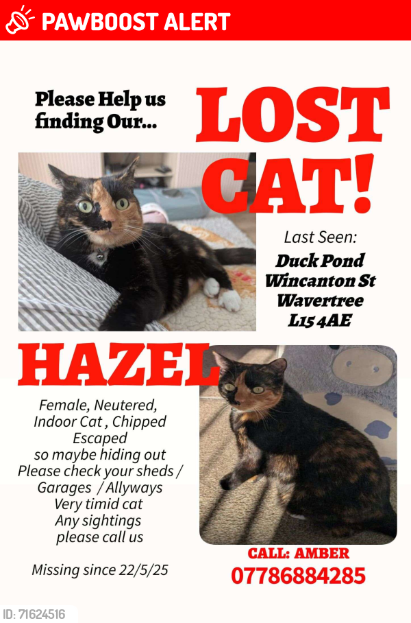 Lost Female Cat last seen By the duck pond, Merseyside, England L15 4AE