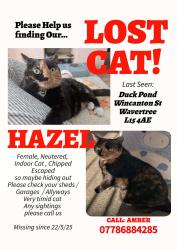 Lost Female Cat last seen By the duck pond, Merseyside, England L15 4AE