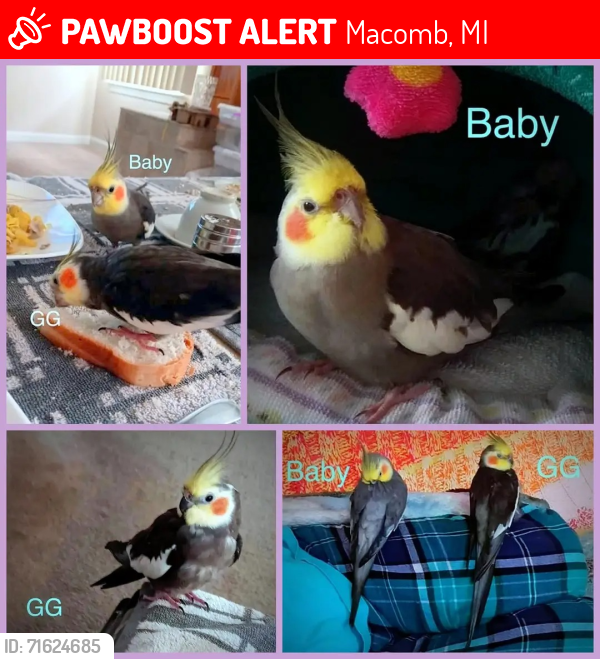 Lost Male Bird last seen 26 mile and Romeo Plank, Macomb, MI 48042